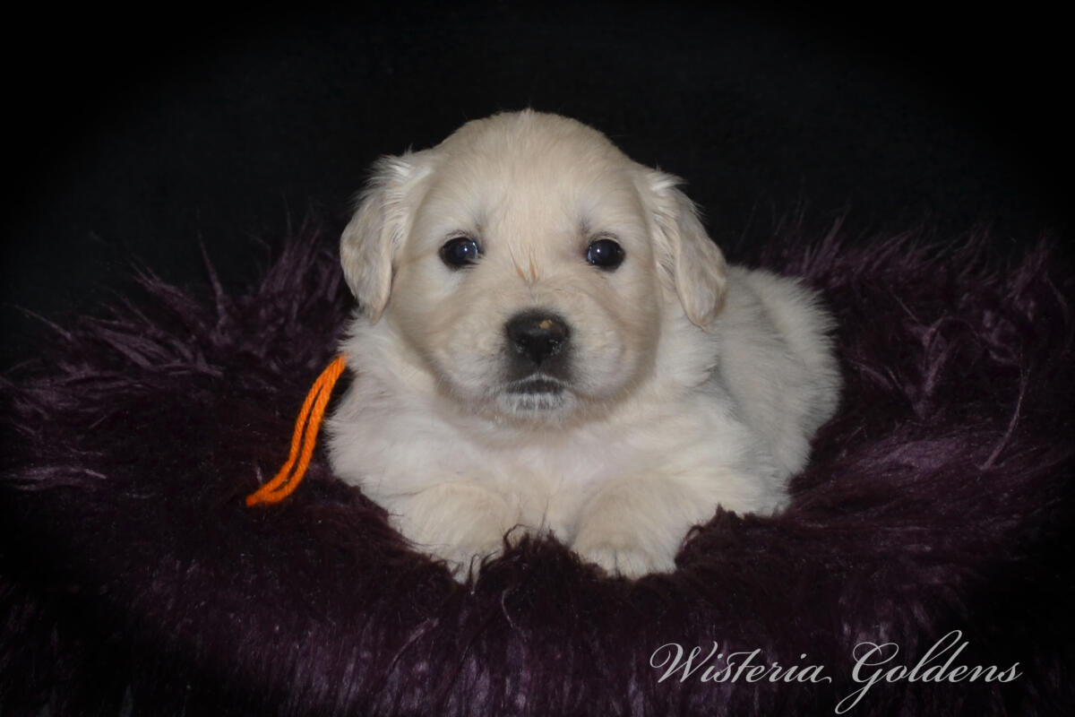 Bae’s puppies turn five weeks old this week, and this is when things really start to get fun. They are becoming much more active, playful, and curious about everything around them. Their confidence is growing each day as they explore beyond their immediate space, and they are doing more purposeful play with their littermates—chasing, pouncing, and even the beginning of gentle tugging and wrestling. 