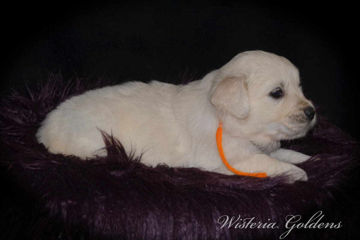 orange girl