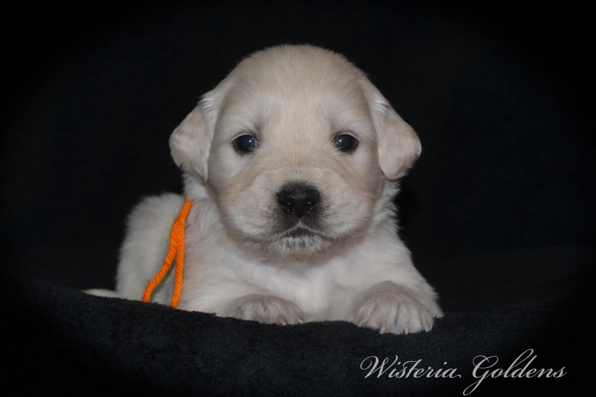 Bae & Theo puppies are now 4 weeks old. #bae021426 English Cream Golden Retriever Puppies Around this age, puppies begin to show more curiosity and confidence as they explore outside the puppy room for short periods, following Bae out the doggie door. They will start learning to keep their living area clean and do their business outside.  Wisteria Goldens puppies are raised part of our family until they are part of yours.