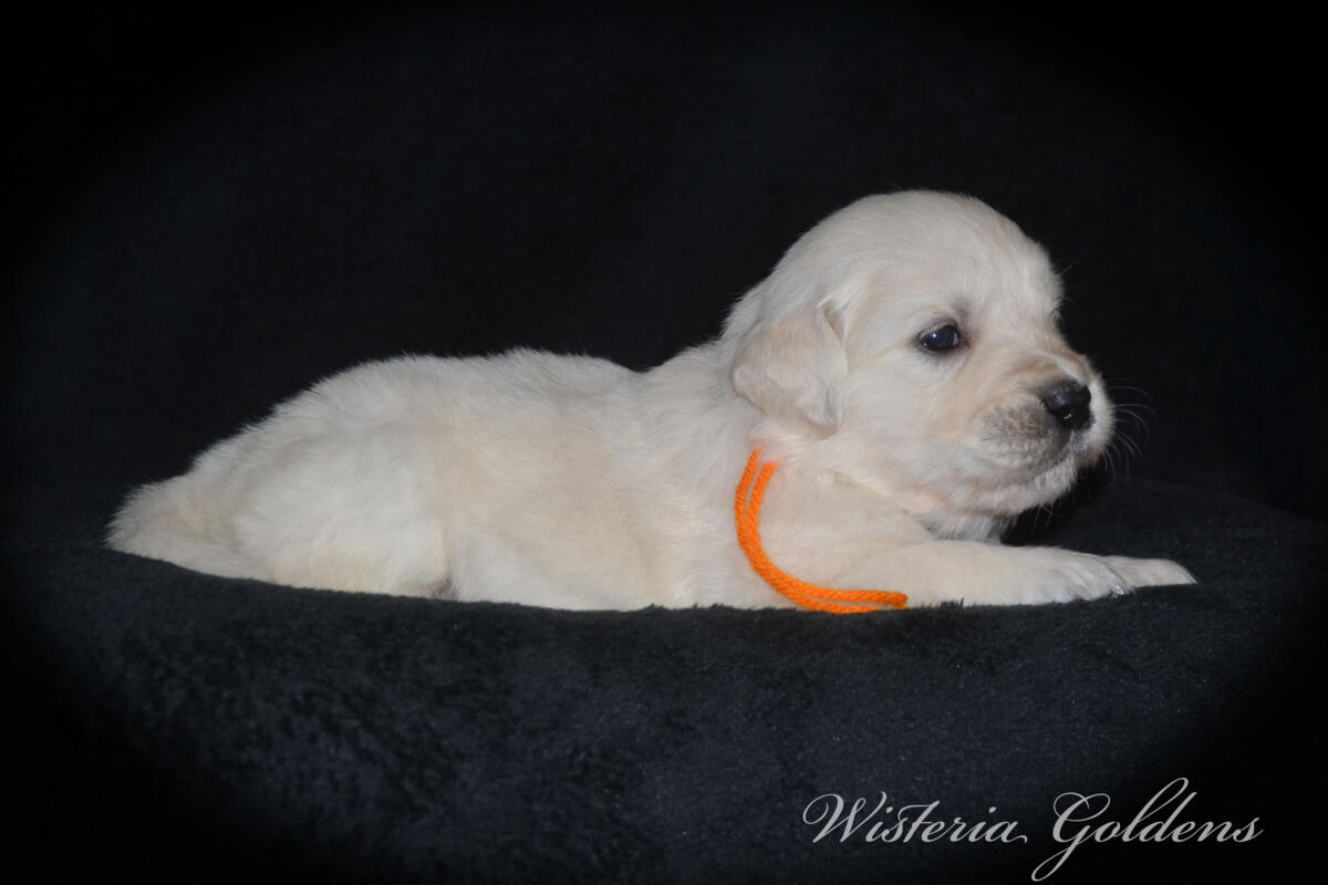 orange girl