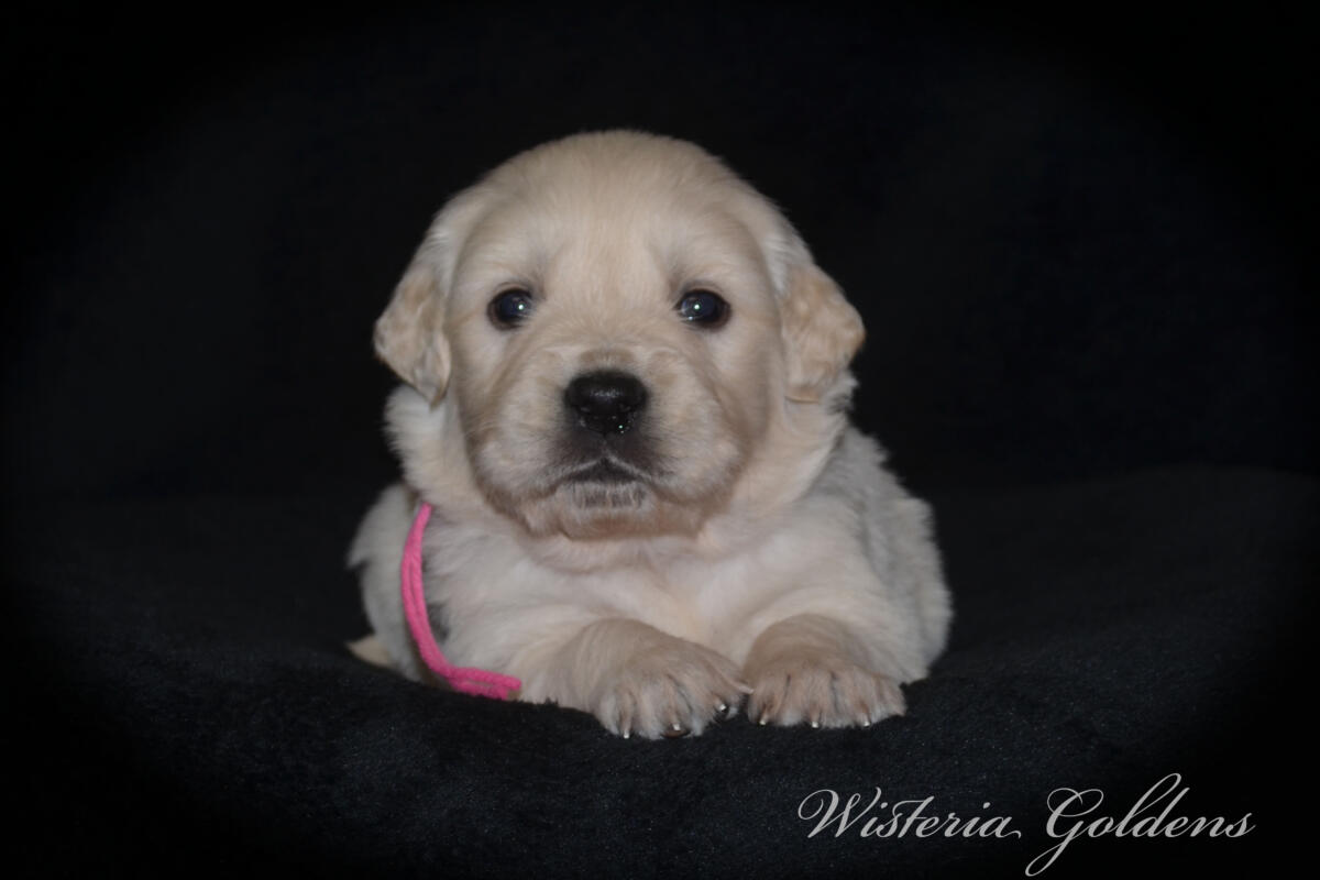 Bae & Theo puppies are now 4 weeks old. #bae021426 English Cream Golden Retriever Puppies Around this age, puppies begin to show more curiosity and confidence as they explore outside the puppy room for short periods, following Bae out the doggie door. They will start learning to keep their living area clean and do their business outside.  Wisteria Goldens puppies are raised part of our family until they are part of yours.