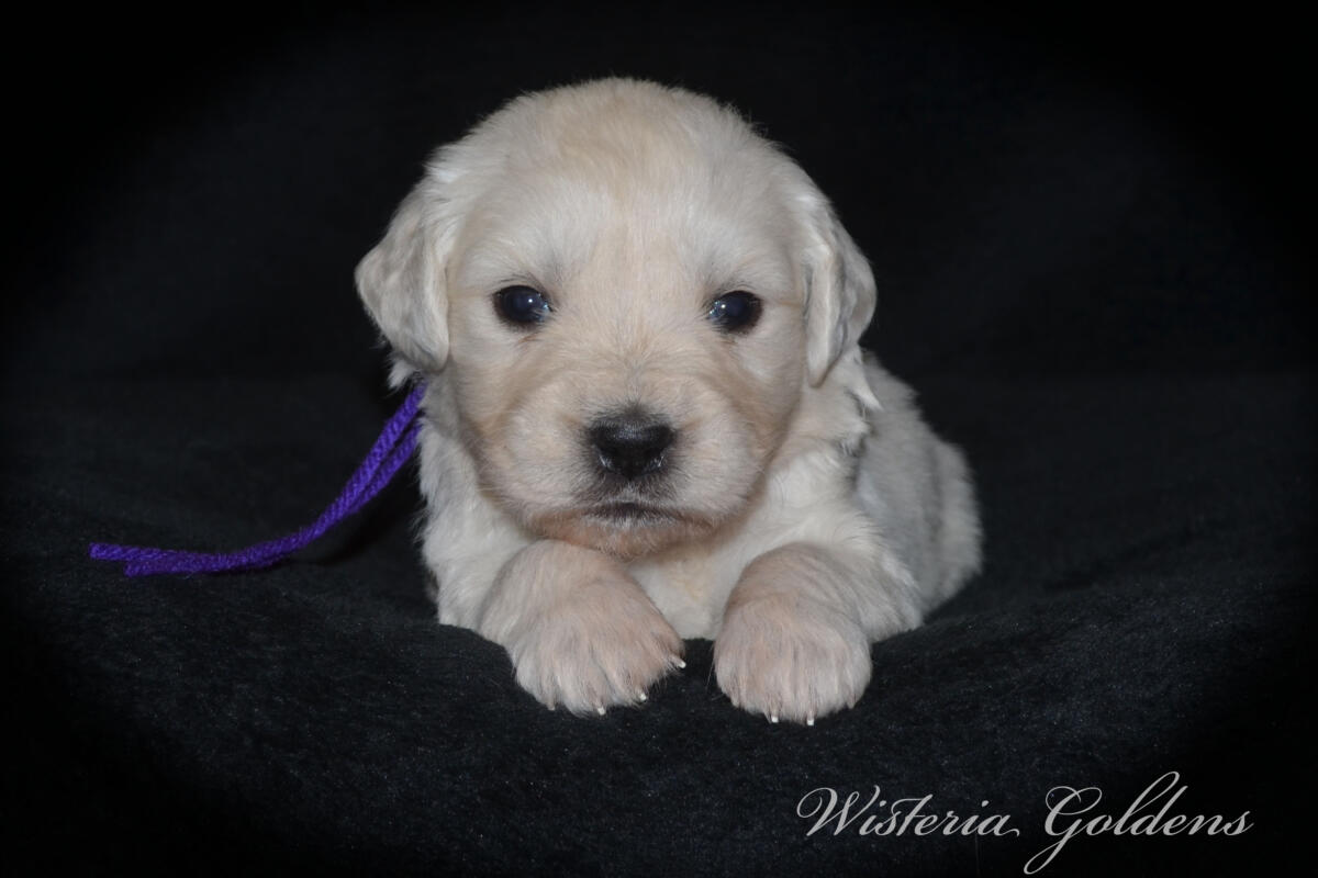Bae & Theo puppies are now 4 weeks old. #bae021426 English Cream Golden Retriever Puppies Around this age, puppies begin to show more curiosity and confidence as they explore outside the puppy room for short periods, following Bae out the doggie door. They will start learning to keep their living area clean and do their business outside.  Wisteria Goldens puppies are raised part of our family until they are part of yours.