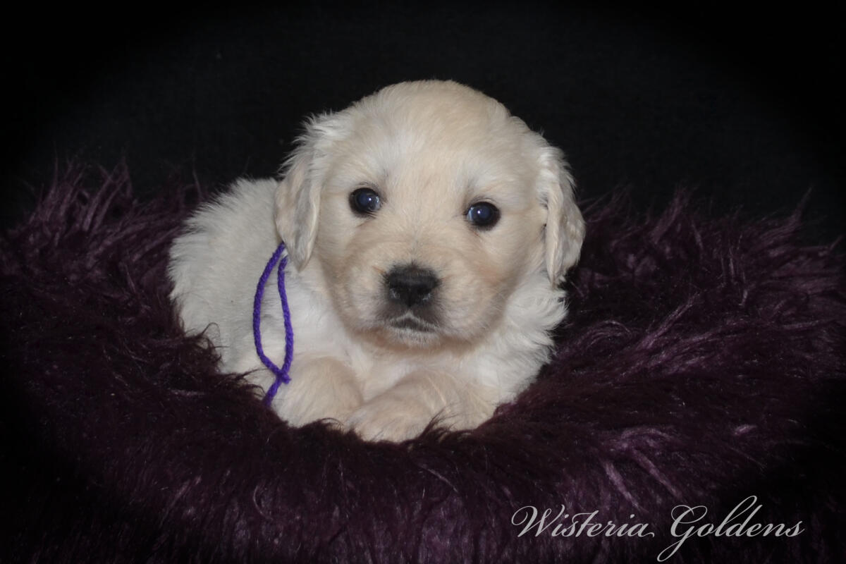 Bae’s puppies turn five weeks old this week, and this is when things really start to get fun. They are becoming much more active, playful, and curious about everything around them. Their confidence is growing each day as they explore beyond their immediate space, and they are doing more purposeful play with their littermates—chasing, pouncing, and even the beginning of gentle tugging and wrestling. 