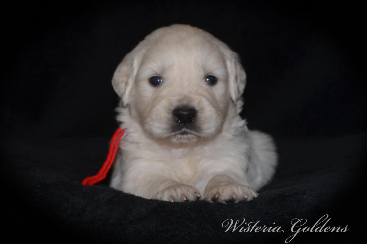 Bae & Theo puppies are now 4 weeks old. #bae021426 English Cream Golden Retriever Puppies Around this age, puppies begin to show more curiosity and confidence as they explore outside the puppy room for short periods, following Bae out the doggie door. They will start learning to keep their living area clean and do their business outside.  Wisteria Goldens puppies are raised part of our family until they are part of yours.