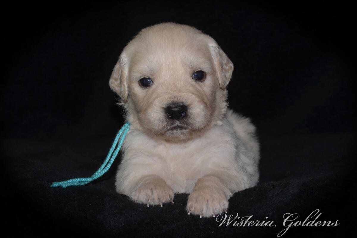 Bae & Theo puppies are now 4 weeks old. #bae021426 English Cream Golden Retriever Puppies Around this age, puppies begin to show more curiosity and confidence as they explore outside the puppy room for short periods, following Bae out the doggie door. They will start learning to keep their living area clean and do their business outside. Wisteria Goldens puppies are raised part of our family until they are part of yours.