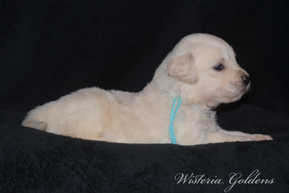 teal girl