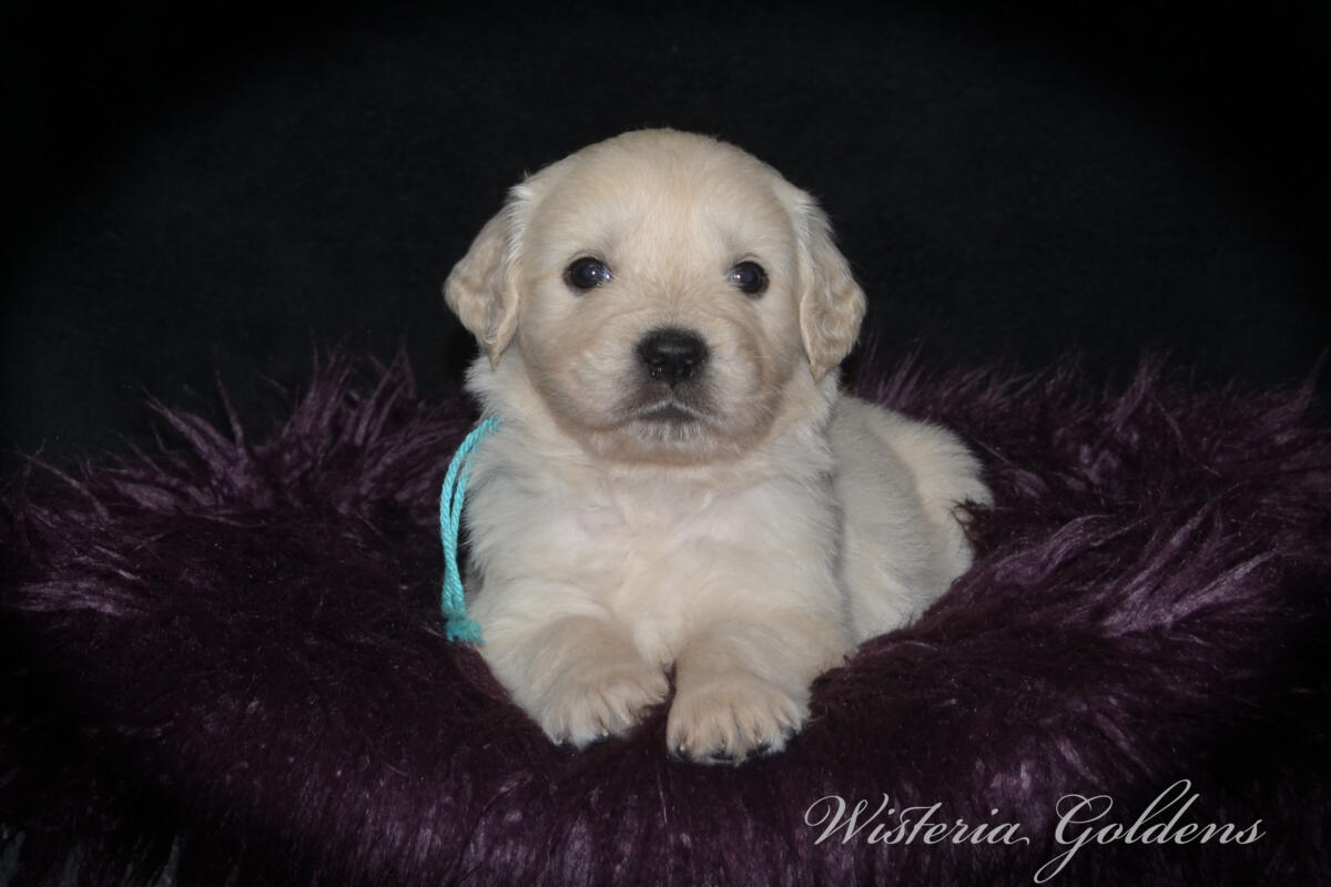 Bae’s puppies turn five weeks old this week, and this is when things really start to get fun. They are becoming much more active, playful, and curious about everything around them. Their confidence is growing each day as they explore beyond their immediate space, and they are doing more purposeful play with their littermates—chasing, pouncing, and even the beginning of gentle tugging and wrestling. 