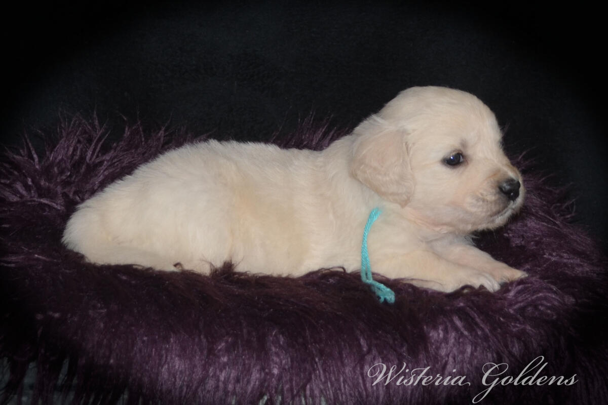 teal girl