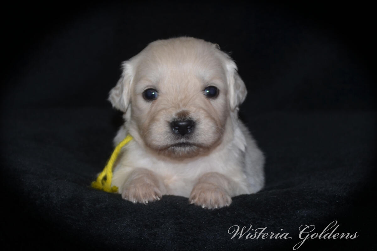 Bae & Theo puppies are now 4 weeks old. #bae021426 English Cream Golden Retriever Puppies Around this age, puppies begin to show more curiosity and confidence as they explore outside the puppy room for short periods, following Bae out the doggie door. They will start learning to keep their living area clean and do their business outside.  Wisteria Goldens puppies are raised part of our family until they are part of yours.