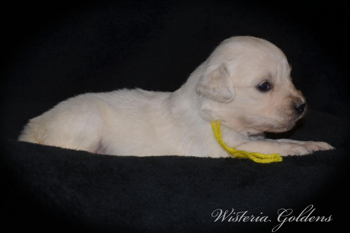 yellow girl