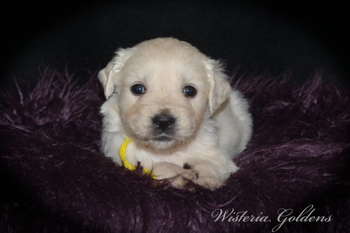 Bae’s puppies turn five weeks old this week, and this is when things really start to get fun. They are becoming much more active, playful, and curious about everything around them. Their confidence is growing each day as they explore beyond their immediate space, and they are doing more purposeful play with their littermates—chasing, pouncing, and even the beginning of gentle tugging and wrestling. 