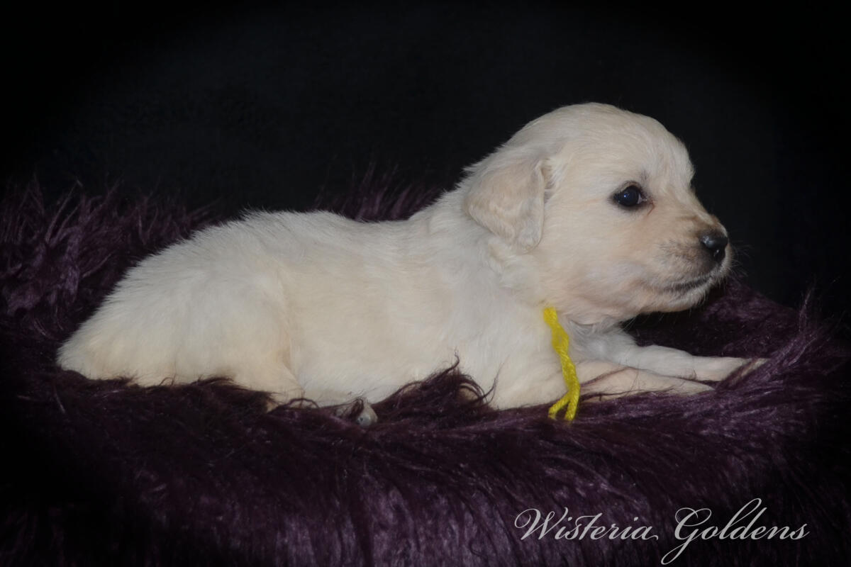 yellow girl