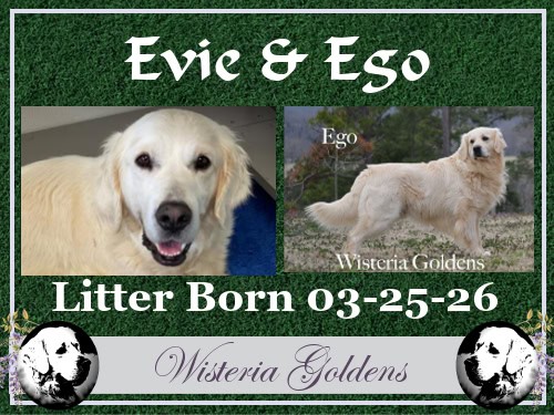 Evie Litter Born 03-25-26 #evie032526 Evie & Ego English Cream Golden Retriever Wisteria Goldens raised part of our family until part of yours