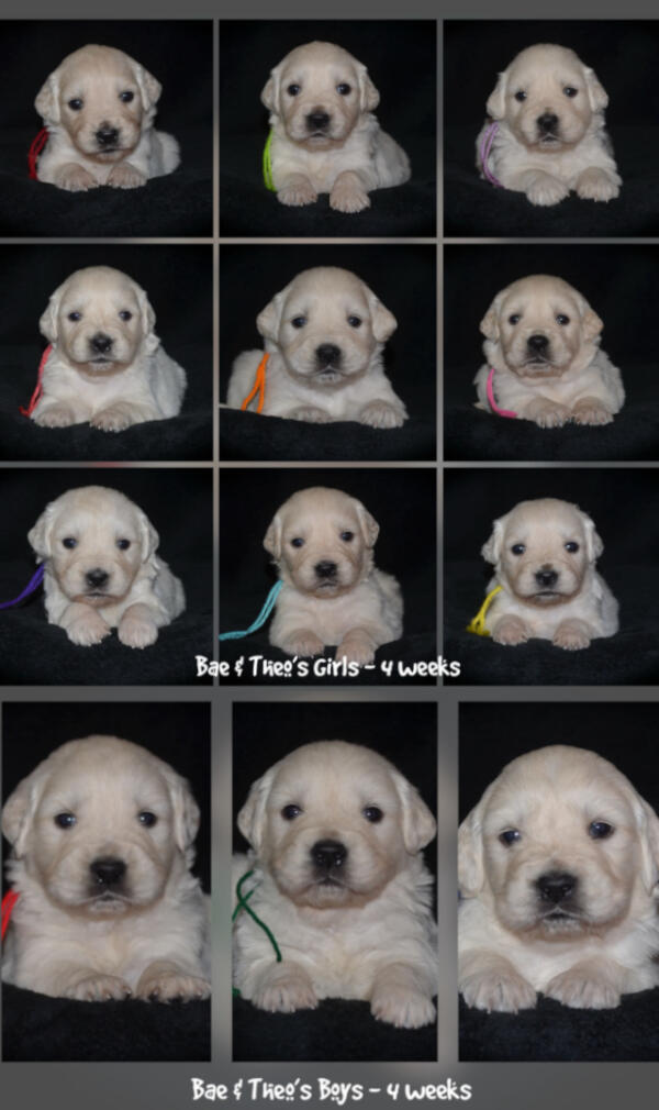 Bae Litter Born February 14, 2026 English Cream Golden Retriever Puppies Four Week Picture Day
