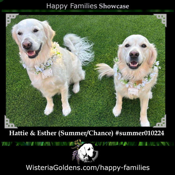 Esther (Summer/Chance) #summer010224 litter puppy update. Esther and her older sister Hattie (on the left) are ring bearers and flower girls at a family wedding.
