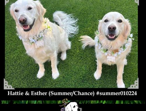 Esther (Summer/Chance)