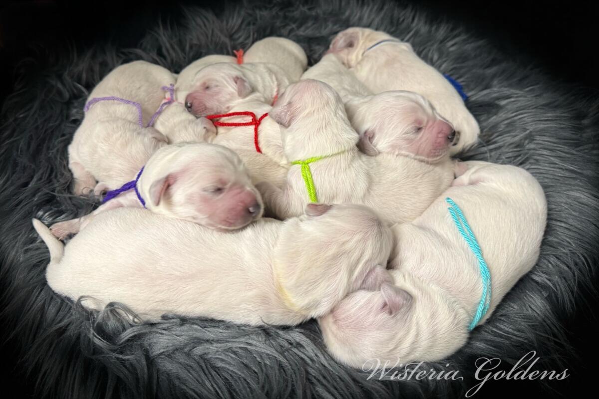 Evie newborn pups group Evie / Ego English Cream Golden Retriever Puppies Wisteria Goldens raised part of our family until part of yours.
