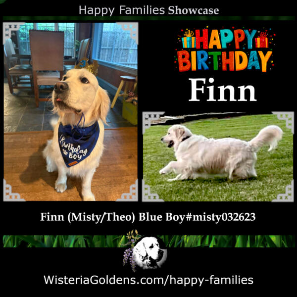 Finn's Happy Family sent pictures and an update to celebrate his 3rd birthday. Finn is a Misty/Theo Puppy. He was born 03-26-2023 and turned three years old two days ago. Finn was Blue Boy in Misty's litter of English Cream Golden Retriever Puppies raised part of our family at Wisteria Goldens Happy Birthday, Finn!