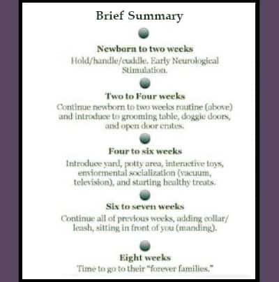 Wisteria Goldens Foundational Start Brief Summary - Birth to Eight Weeks