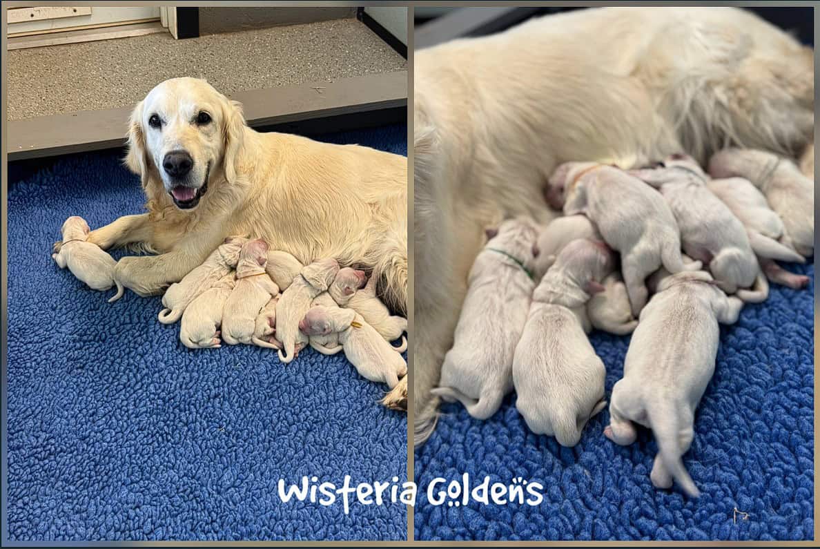 Evie with newborn pups Evie / Ego English Cream Golden Retriever Puppies Wisteria Goldens raised part of our family until part of yours.
