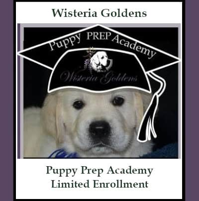 Wisteria Goldens Puppy Prep Academy Training Program Limited Enrollment