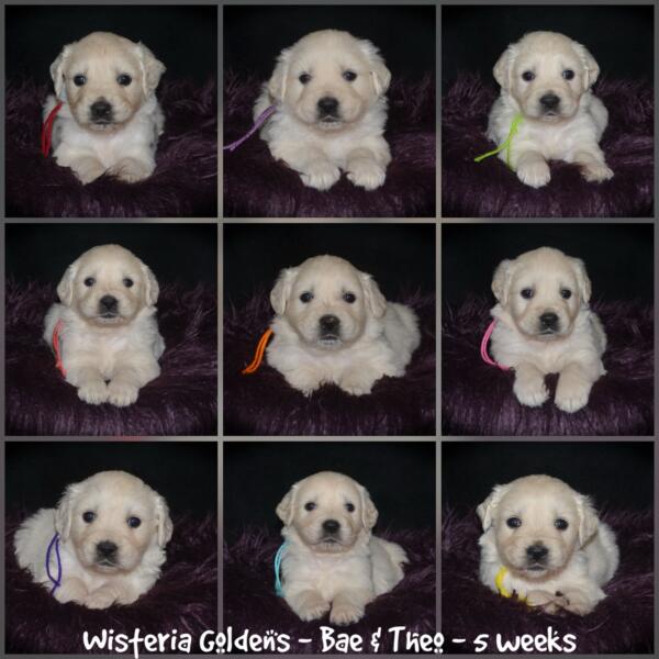 Bae & Theo Litter Born February 14, 22026 Five Week Pictures English Cream Golden Retriever Puppies Wisteria Goldens raised part of our family until part of yours