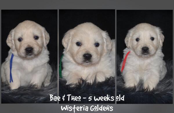 Bae & Theo Litter Born February 14, 2026 English Cream Golden Retriever Puppies Wisteria Goldens raised part of our family until part of yours