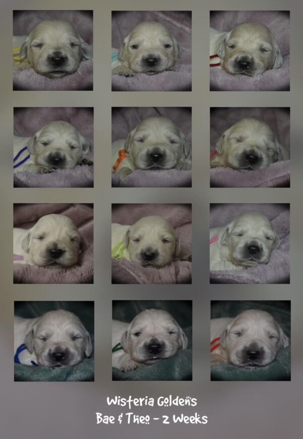 Bae021426 two week collage English Cream Golden Retriever Wisteria Goldens raised part of our family until they are part of yours