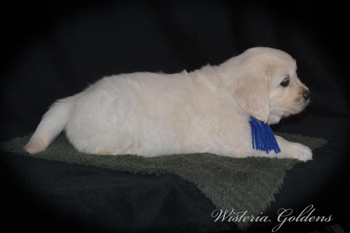 six weeks
