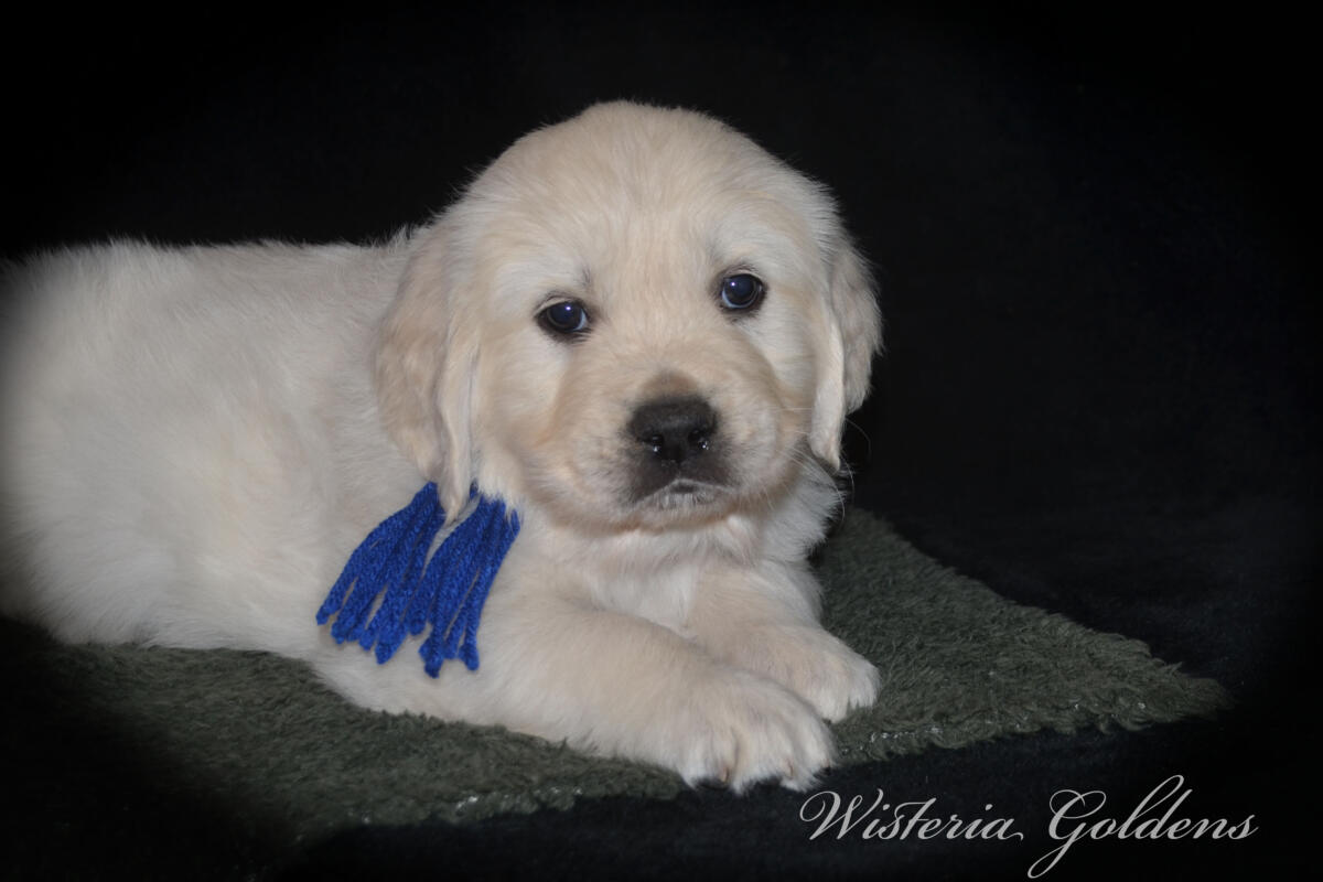 Bae & Theo’s puppies are six weeks old, and the families have chosen which puppy is theirs. See the website for availability updates . English Cream Golden Retriever Puppies Wisteria Goldens Raised part of our family until part of yours. #bae021426 