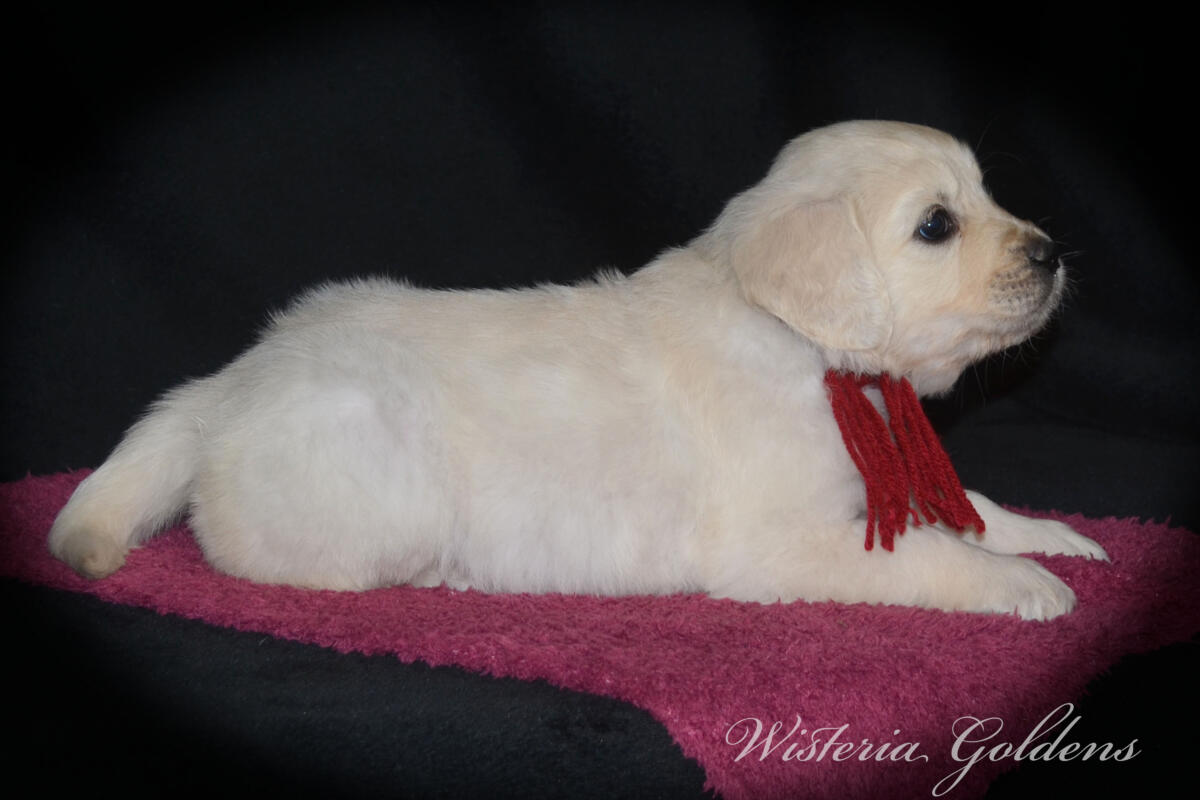 six weeks