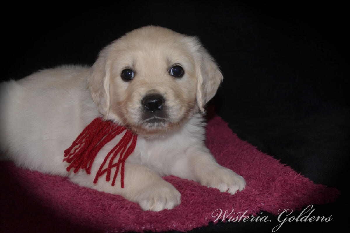 Bae & Theo’s puppies are six weeks old, and the families have chosen which puppy is theirs. See the website for availability updates . English Cream Golden Retriever Puppies Wisteria Goldens Raised part of our family until part of yours. #bae021426 