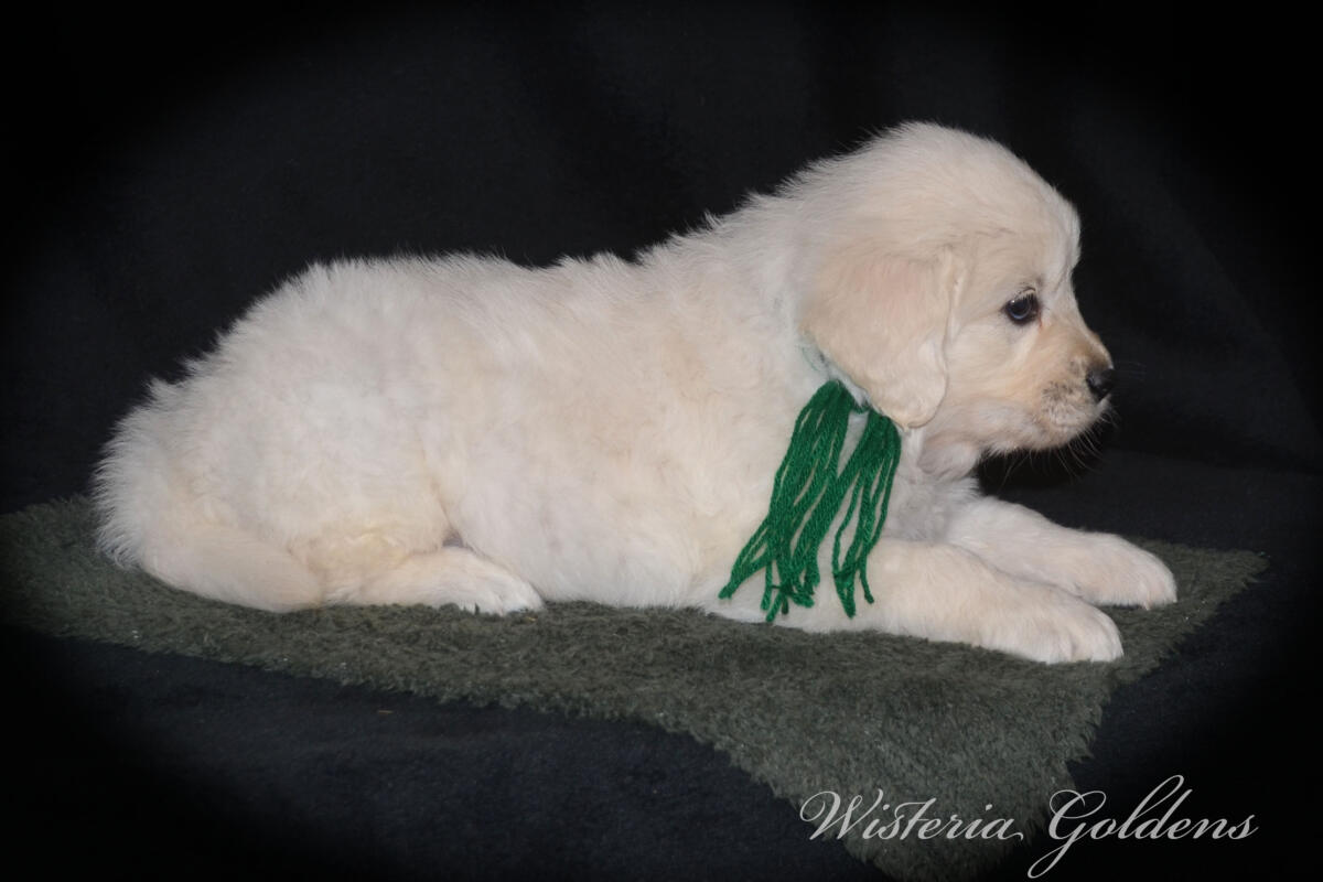 six weeks