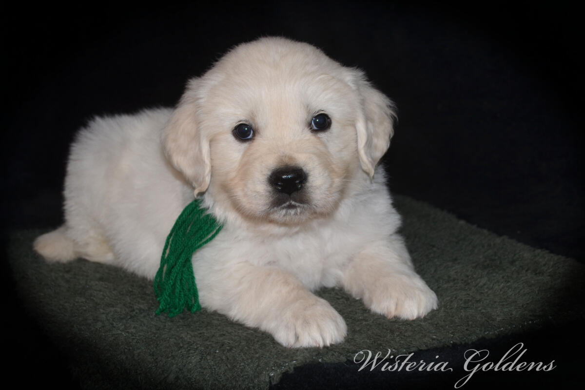 Bae & Theo’s puppies are six weeks old, and the families have chosen which puppy is theirs. See the website for availability updates . English Cream Golden Retriever Puppies Wisteria Goldens Raised part of our family until part of yours. #bae021426 