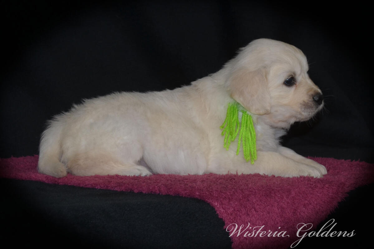 six weeks