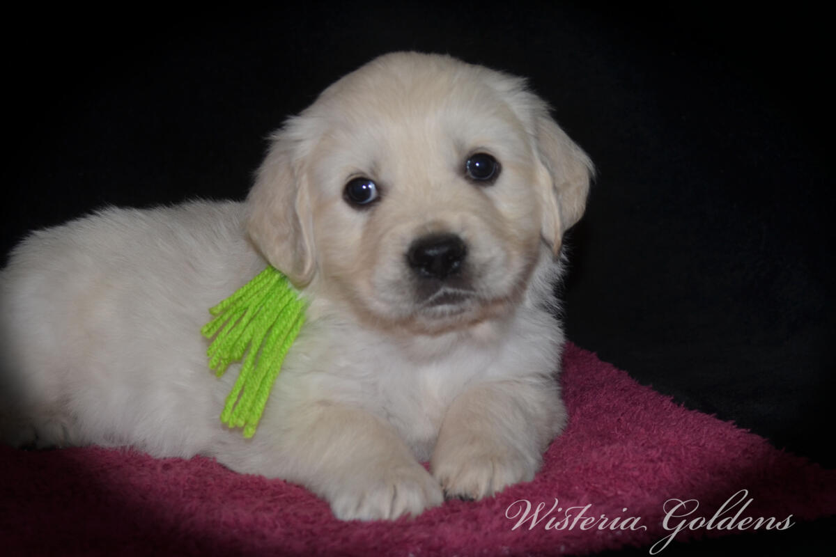 Bae & Theo’s puppies are six weeks old, and the families have chosen which puppy is theirs. See the website for availability updates . English Cream Golden Retriever Puppies Wisteria Goldens Raised part of our family until part of yours. #bae021426 