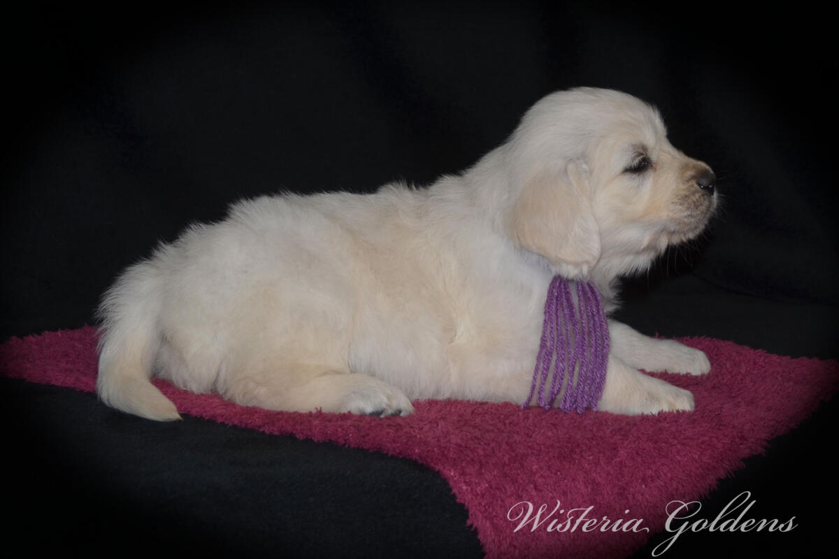 six weeks