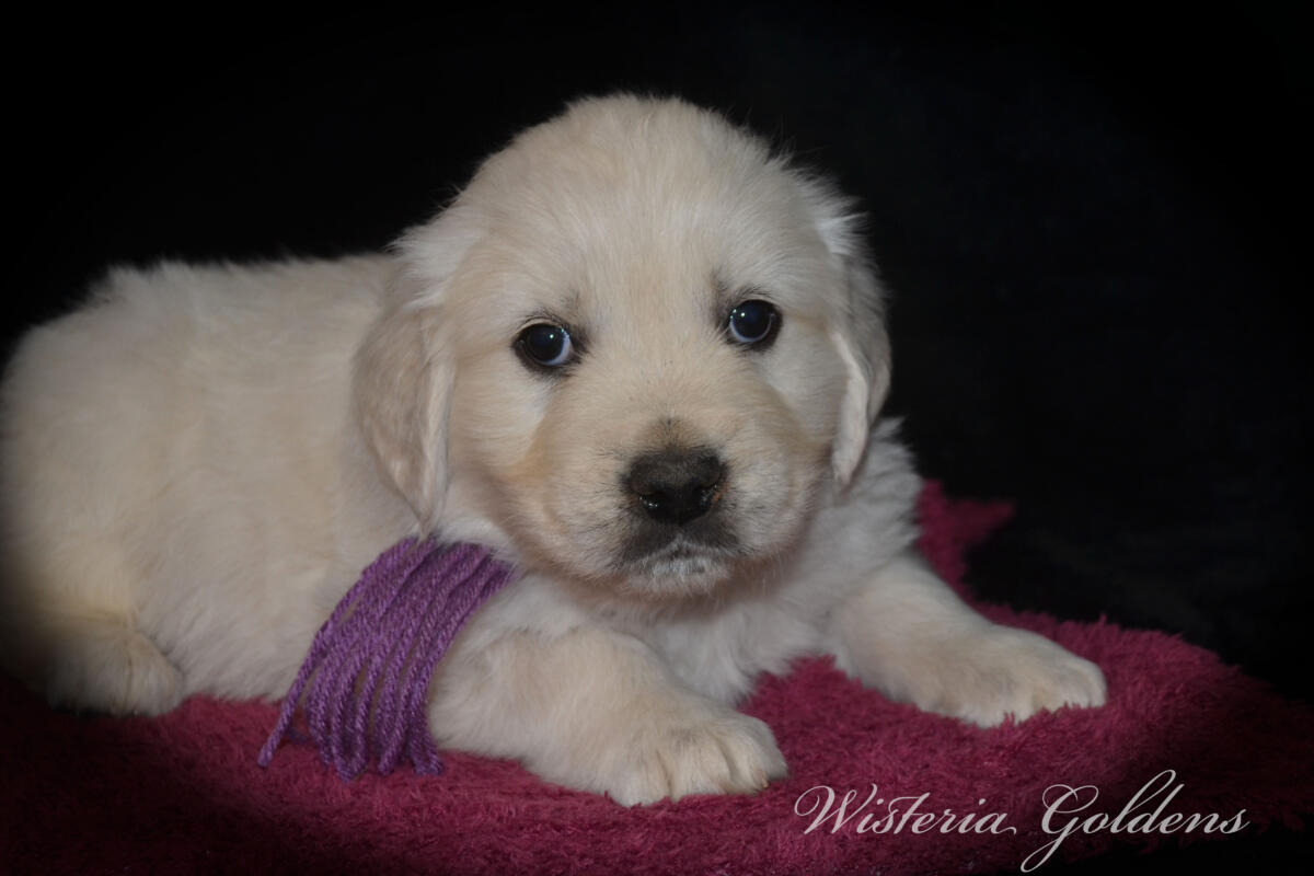 Bae & Theo’s puppies are six weeks old, and the families have chosen which puppy is theirs. See the website for availability updates . English Cream Golden Retriever Puppies Wisteria Goldens Raised part of our family until part of yours. #bae021426 