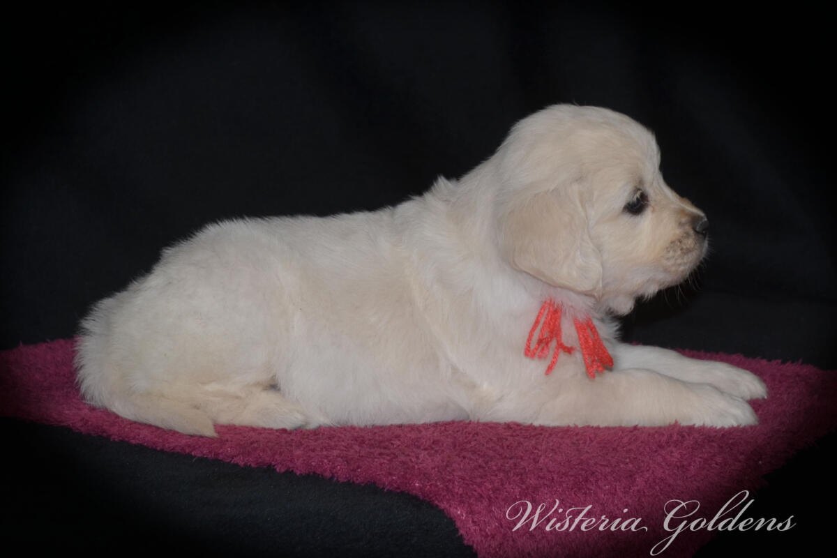 six weeks