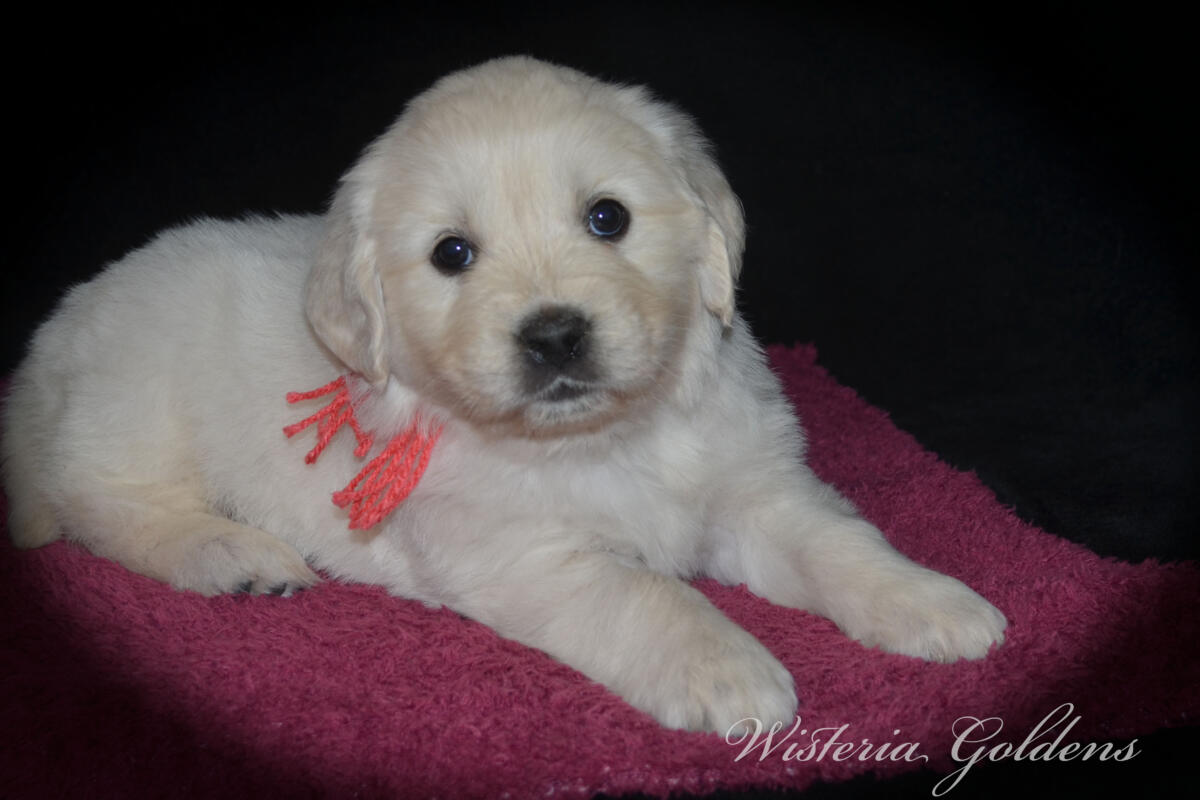 Bae & Theo’s puppies are six weeks old, and the families have chosen which puppy is theirs. See the website for availability updates . English Cream Golden Retriever Puppies Wisteria Goldens Raised part of our family until part of yours. #bae021426 