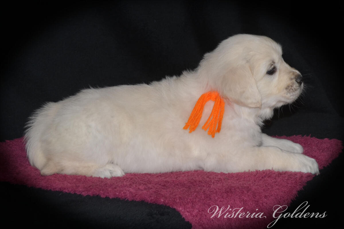 six weeks