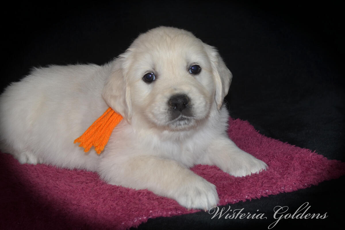 Bae & Theo’s puppies are six weeks old, and the families have chosen which puppy is theirs. See the website for availability updates . English Cream Golden Retriever Puppies Wisteria Goldens Raised part of our family until part of yours. #bae021426 