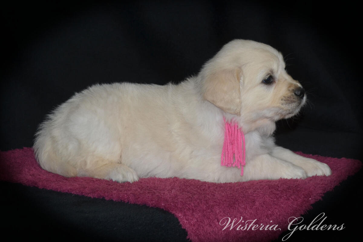 six weeks