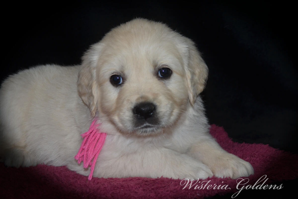 Bae & Theo’s puppies are six weeks old, and the families have chosen which puppy is theirs. See the website for availability updates . English Cream Golden Retriever Puppies Wisteria Goldens Raised part of our family until part of yours. #bae021426 