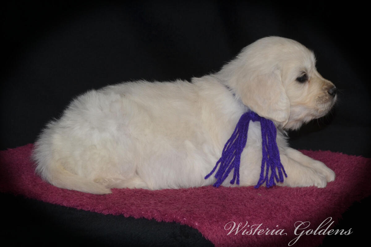 six weeks