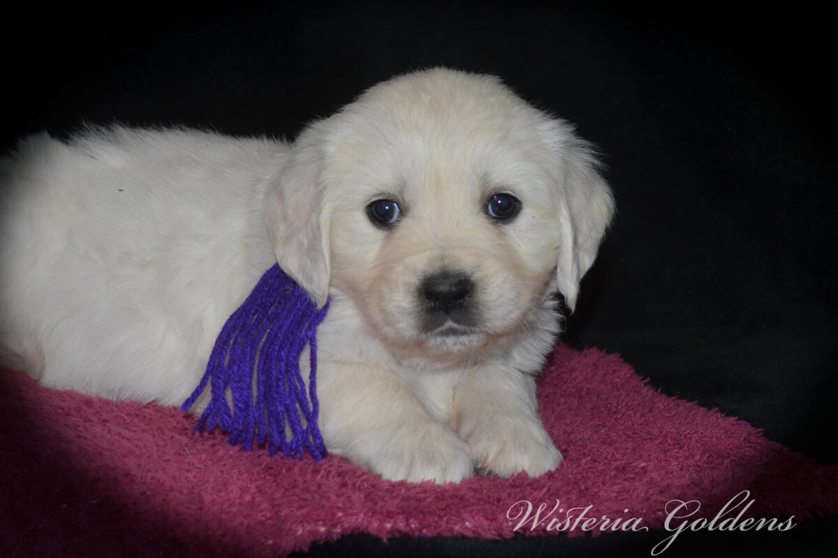 Bae & Theo’s puppies are six weeks old, and the families have chosen which puppy is theirs. See the website for availability updates . English Cream Golden Retriever Puppies Wisteria Goldens Raised part of our family until part of yours. #bae021426 