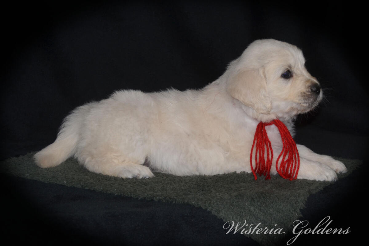 six weeks