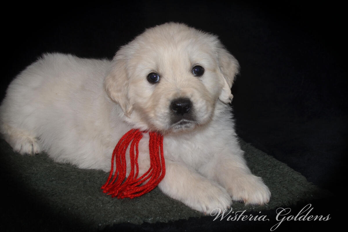 Bae & Theo’s puppies are six weeks old, and the families have chosen which puppy is theirs. See the website for availability updates . English Cream Golden Retriever Puppies Wisteria Goldens Raised part of our family until part of yours. #bae021426 