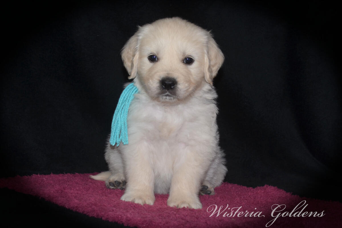 teal girl