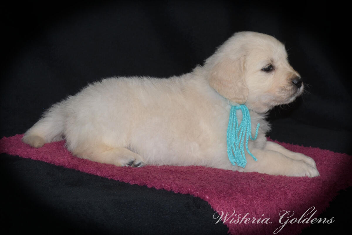 six weeks